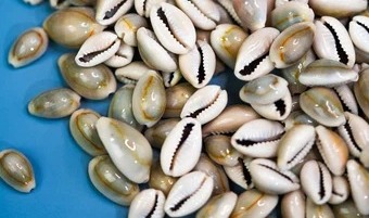 Shwet Patra